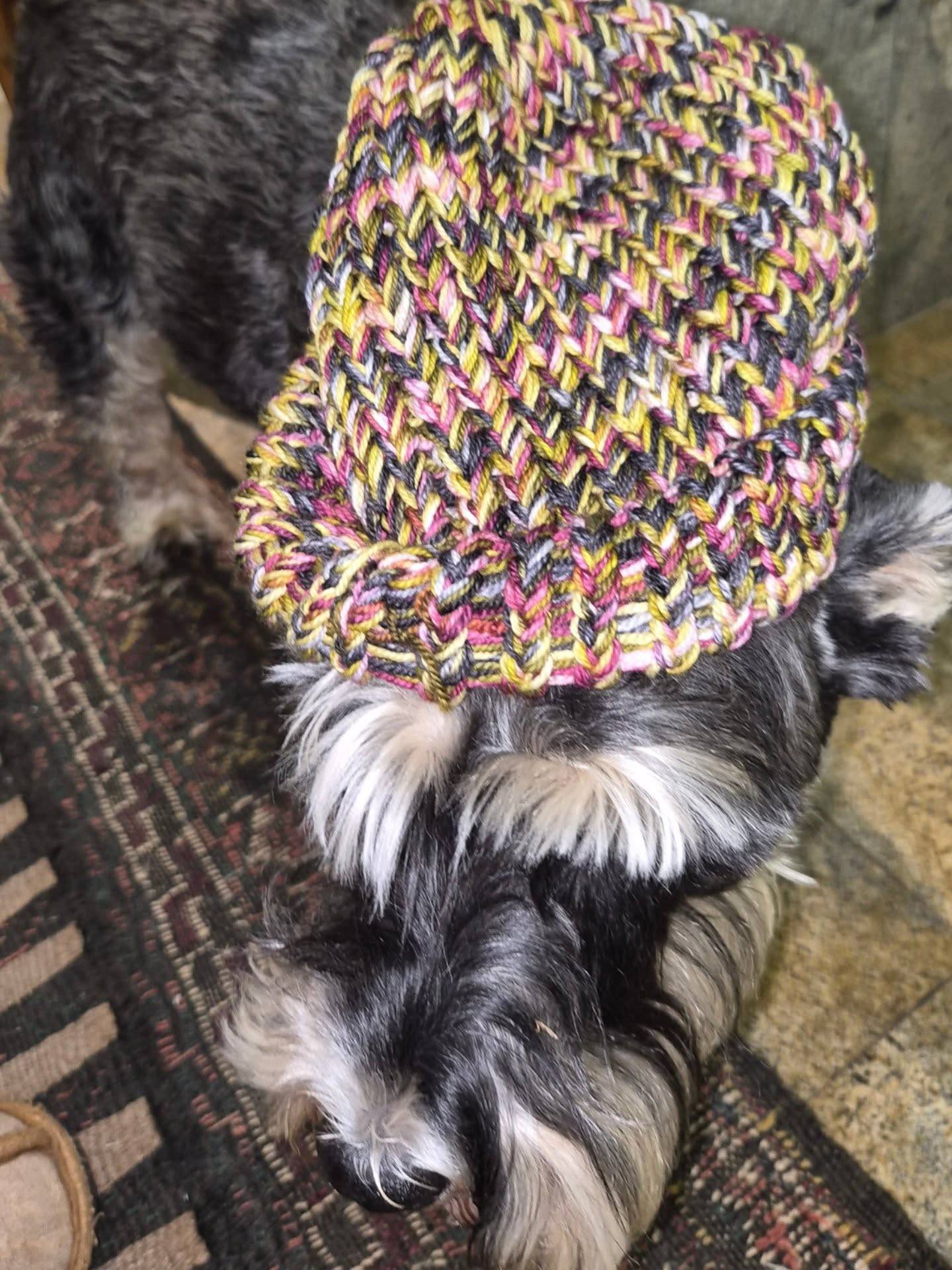 My model didn’t want to model 😅
Truffles the mini Schnauzer wearing a @bigfoxyarn beanie I’ve just finished using some yarn I bought at @capetownyarnfest 🧶
Lovely purples, yellow, greens, pink and so many other delightful colours all blended together into one cosy beanie. Perfect for these chilly days 💜💛💚