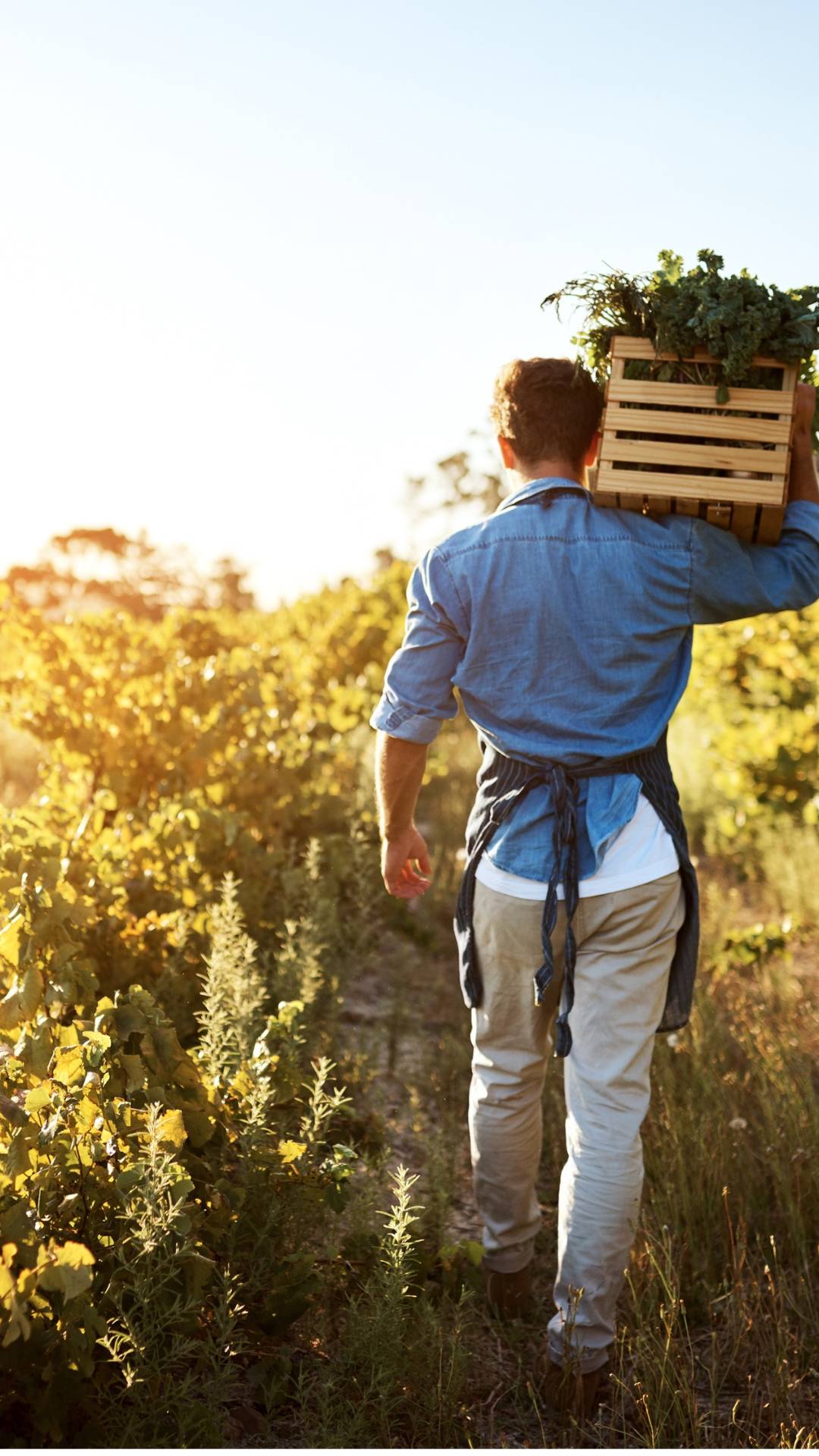 Farmer carrying a harvest crate through a field — food systems and sustainable agriculture