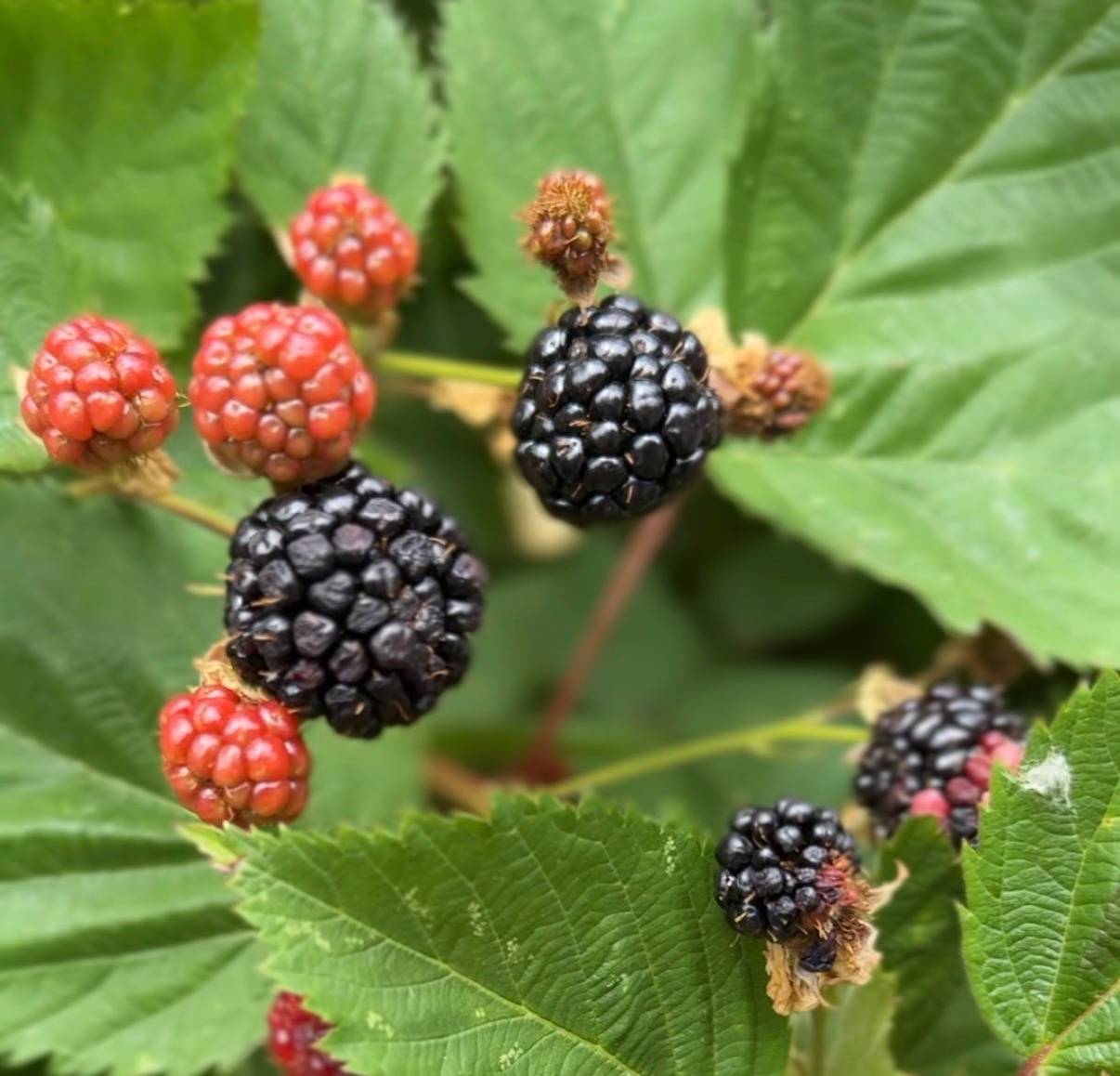 Fresh organic blackberries on the vine — why choosing organic produce matters for your health and the environment