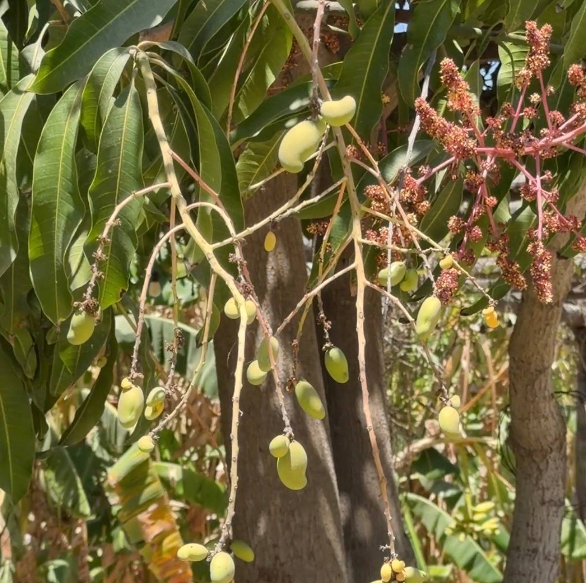 Young mangoes growing on a mango tree with blossoms — whole food growing in nature
