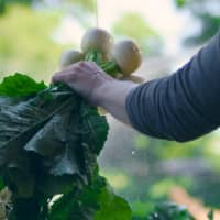 Hand in dark sleeve gently holding fresh vegetables growing on the vine in a sunlit garden, examining them with care