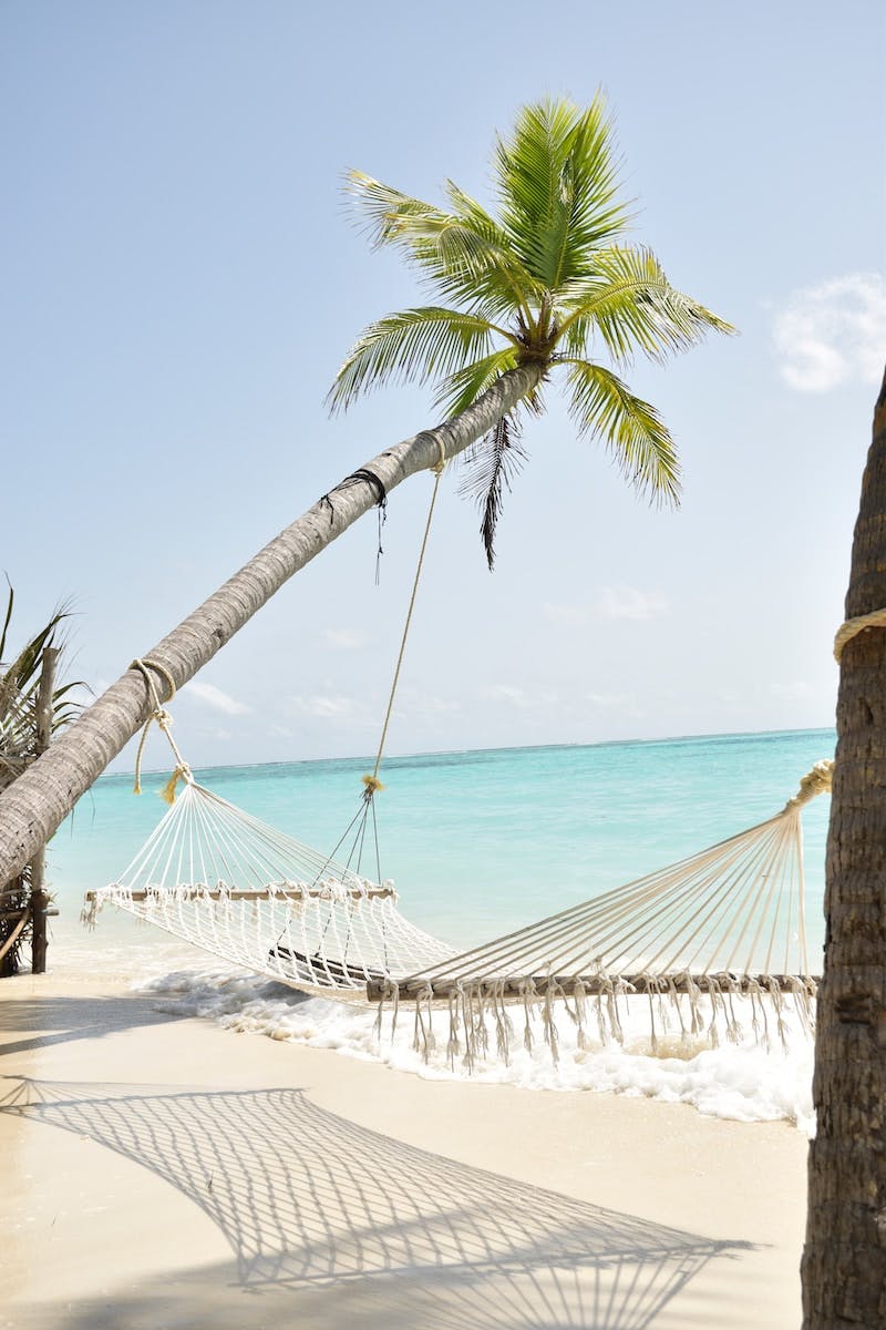 coconut palm tree and hammock by the sea during daytime