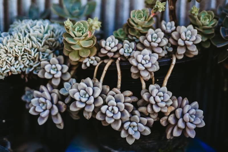 A cluster of pale succulents with thick leaves.