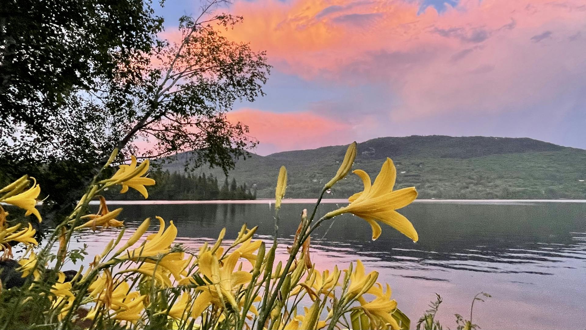 Description de l'image: prise au mois de juin 2021, la photo montre un coucher de soleil rose-mauve après un orage, avec une montagne, des forets et un lac dans l'arrière-plan, et des lys jaunes au premier plan.