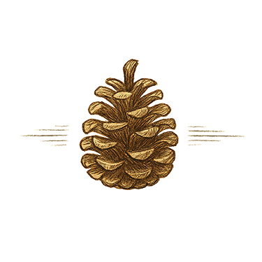 A pinecone rests as a visual trail marker — symbol of quiet transitions and woodland rhythm.