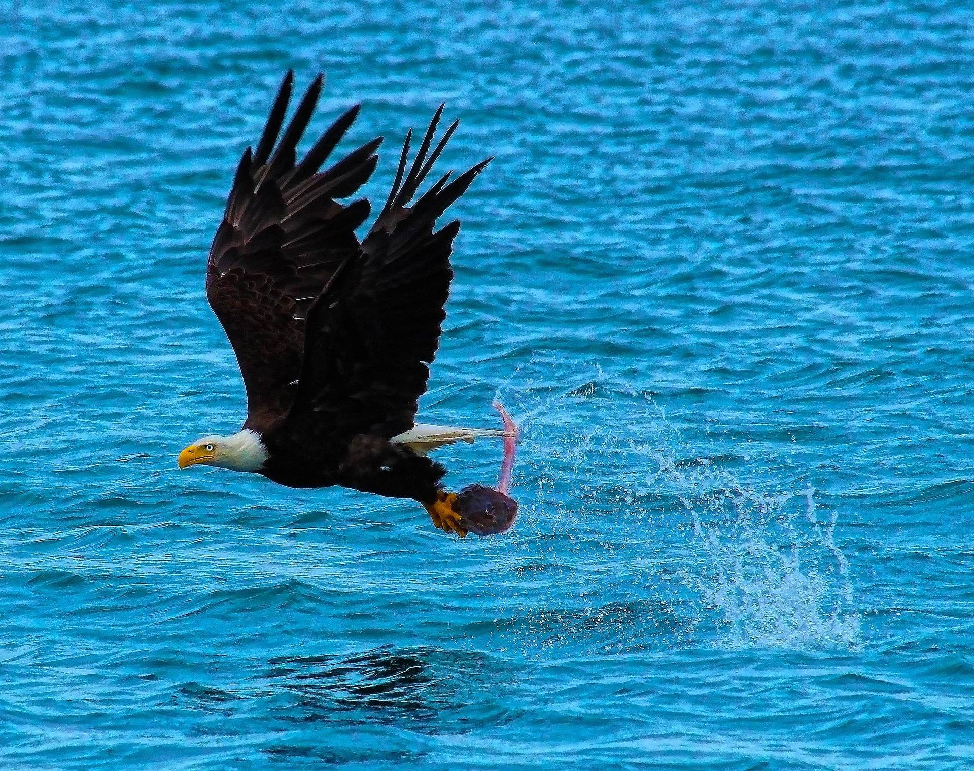 Bald eagle winging back skyward with his fish catch from a clear blue lake.
