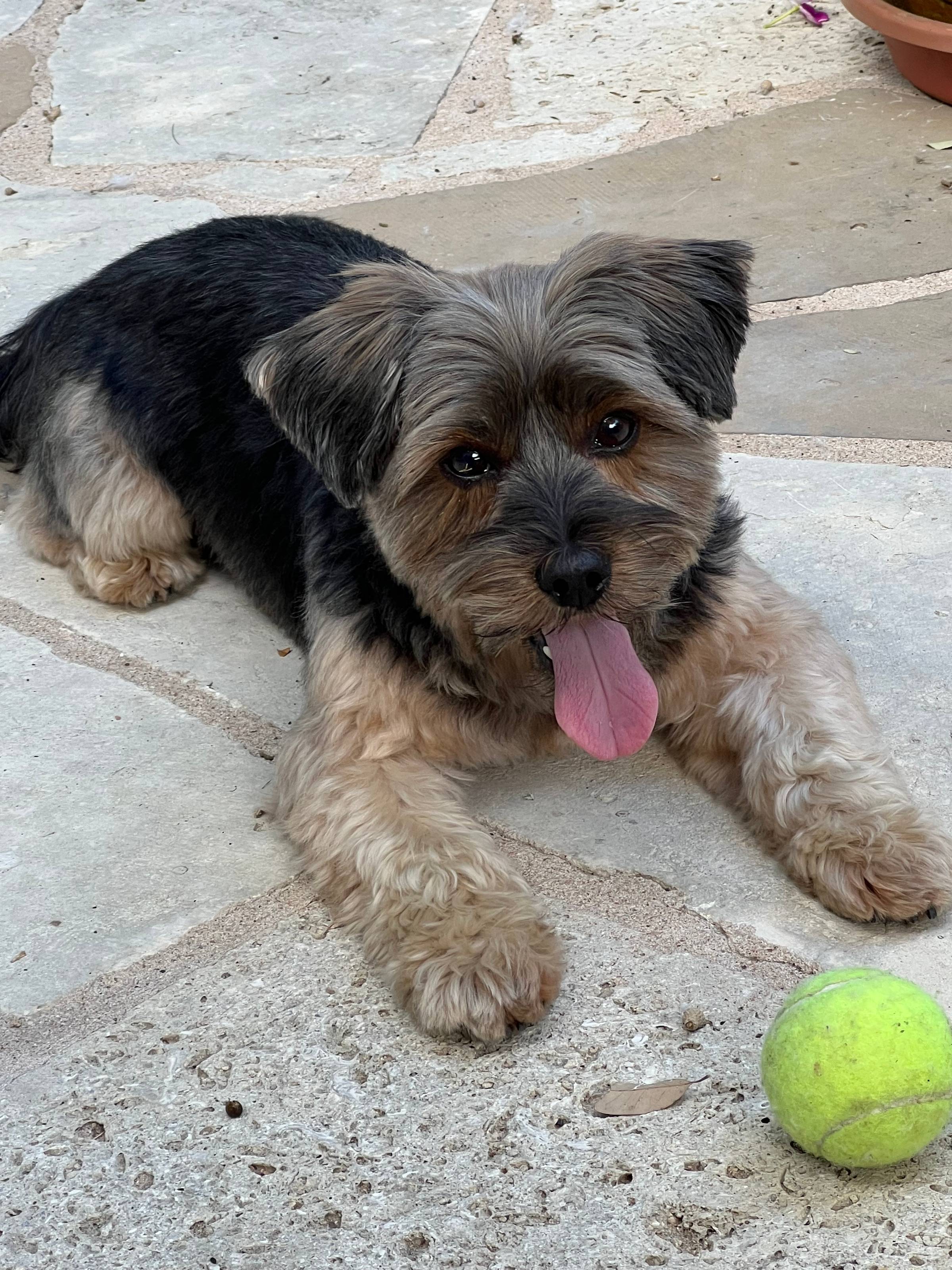 Small black and silver dog waits for someone to pick up the tennis ball in front of him. He's lying on a stone patio.