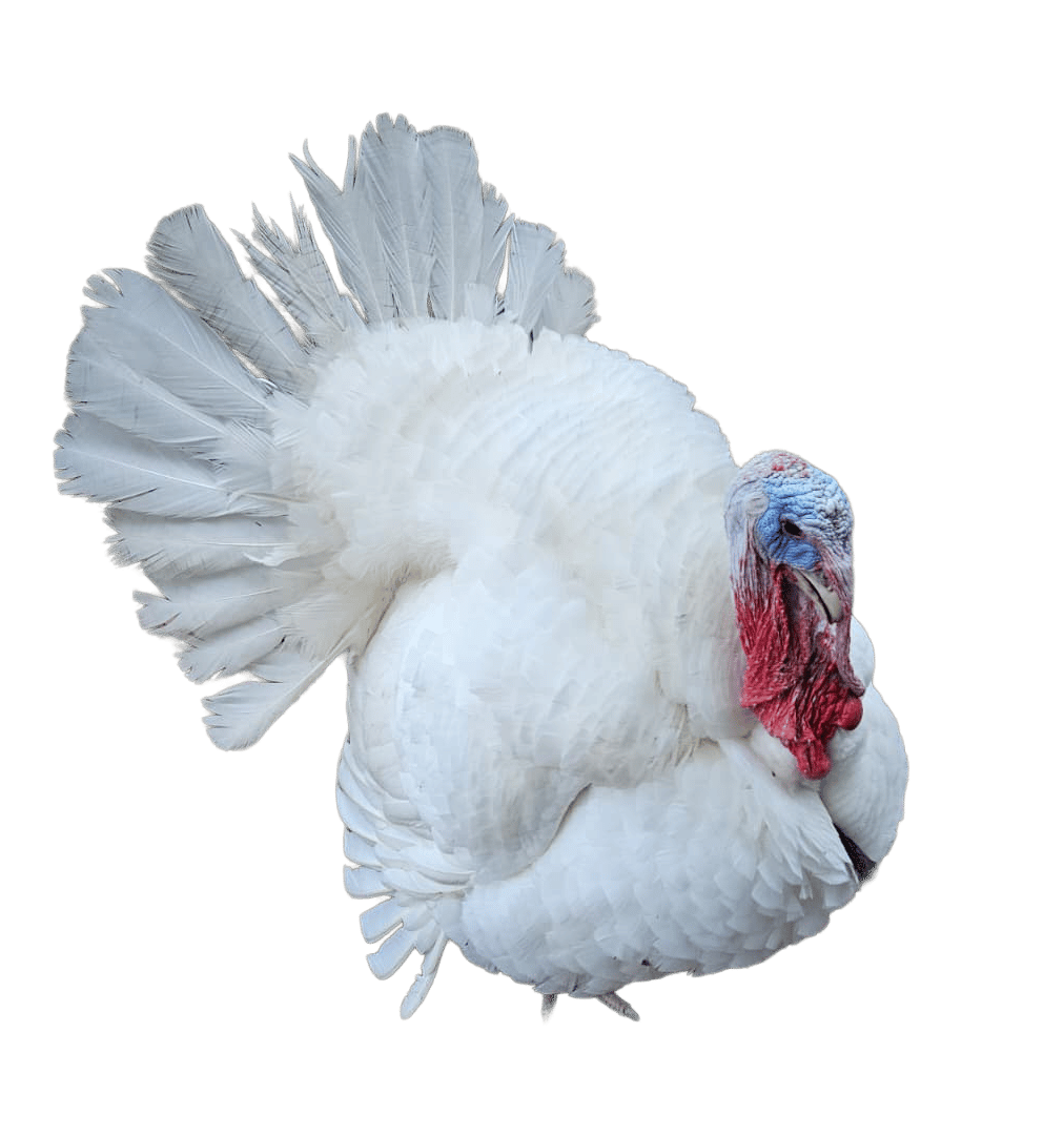 White turkey named Winston stands proudly against a purple winter-themed background with snowflakes and bubbles, showing off his snowy camouflage snowsuit.