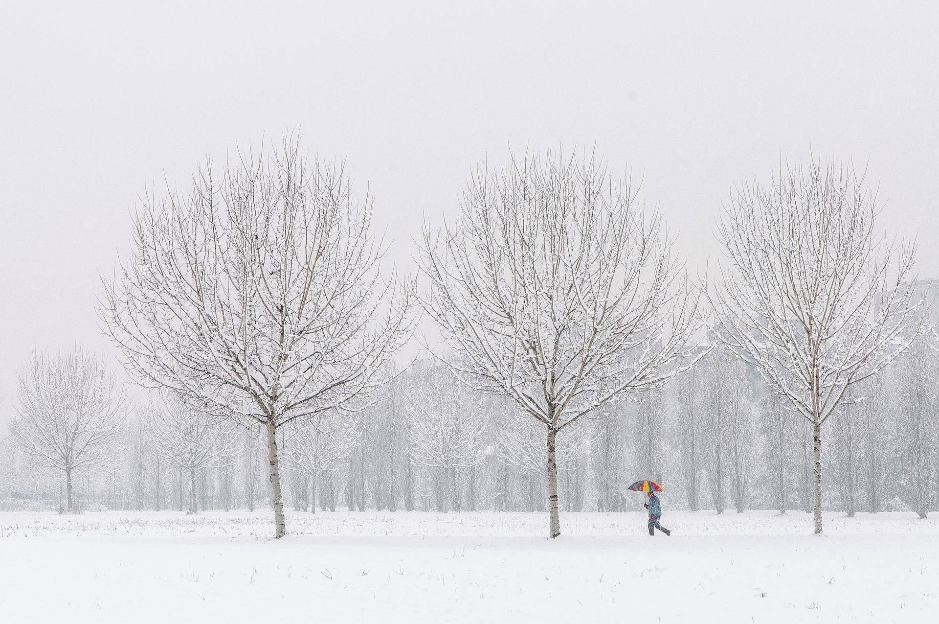 A person walking with an umbrella by three wintery trees. A larger forest is in the snow-covered background.