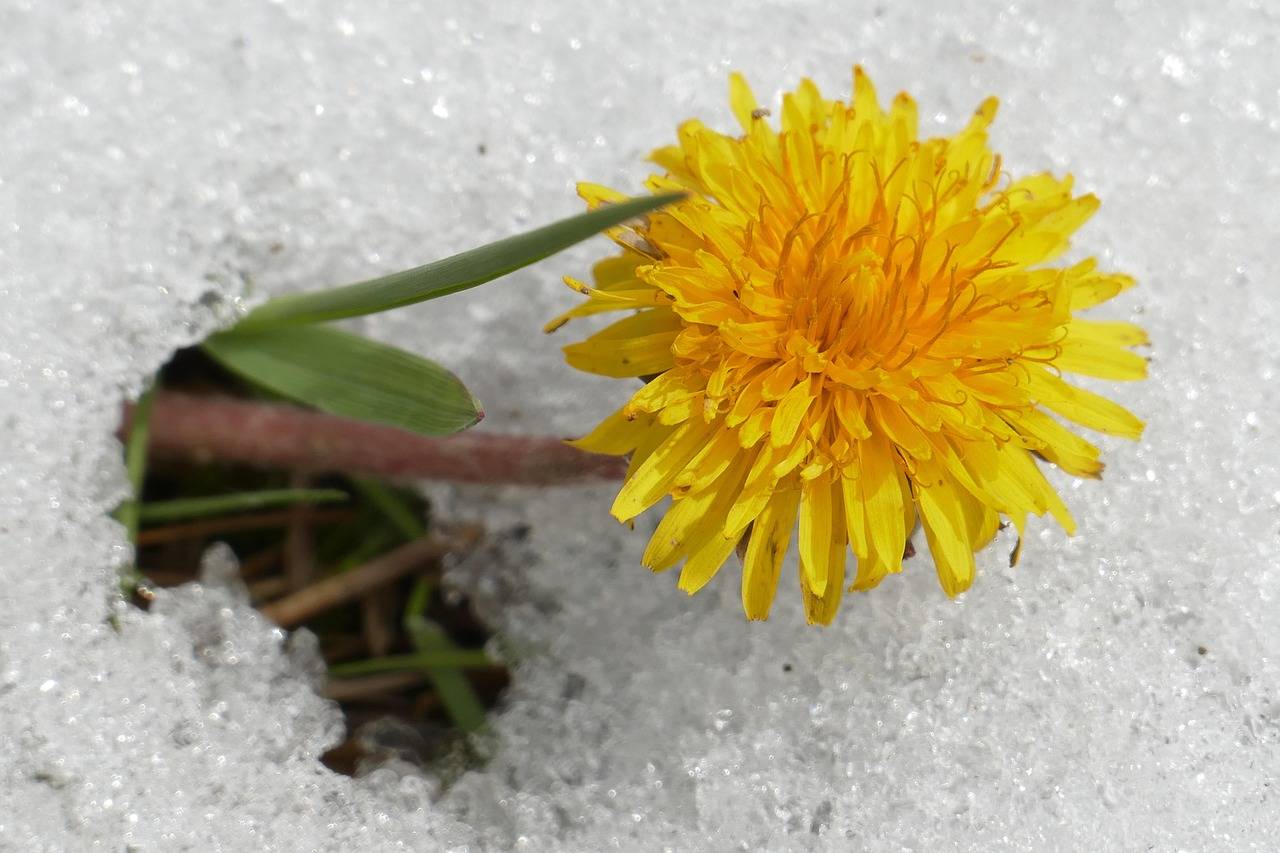 Little yellow dandelion pushes through the last winter snow.
