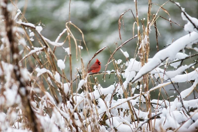 A red cardinal sits amongst snowy branches and reeds.