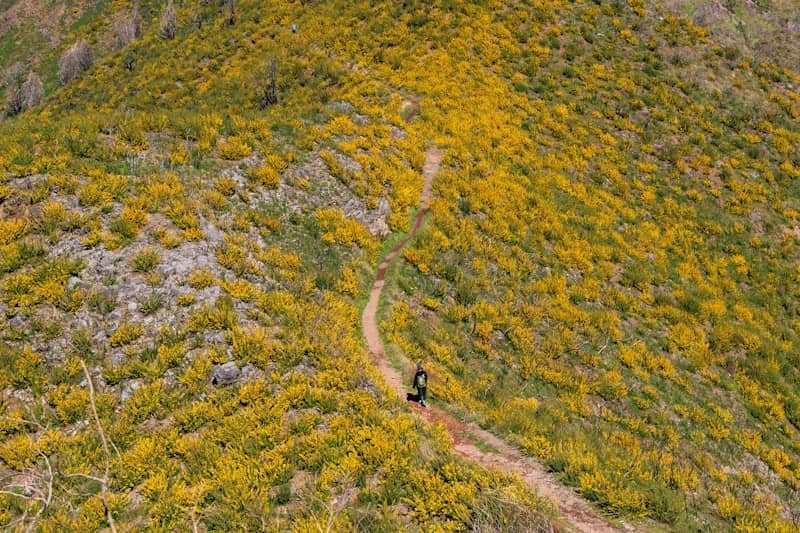 A winding path through a hillside covered in yellow flowers.