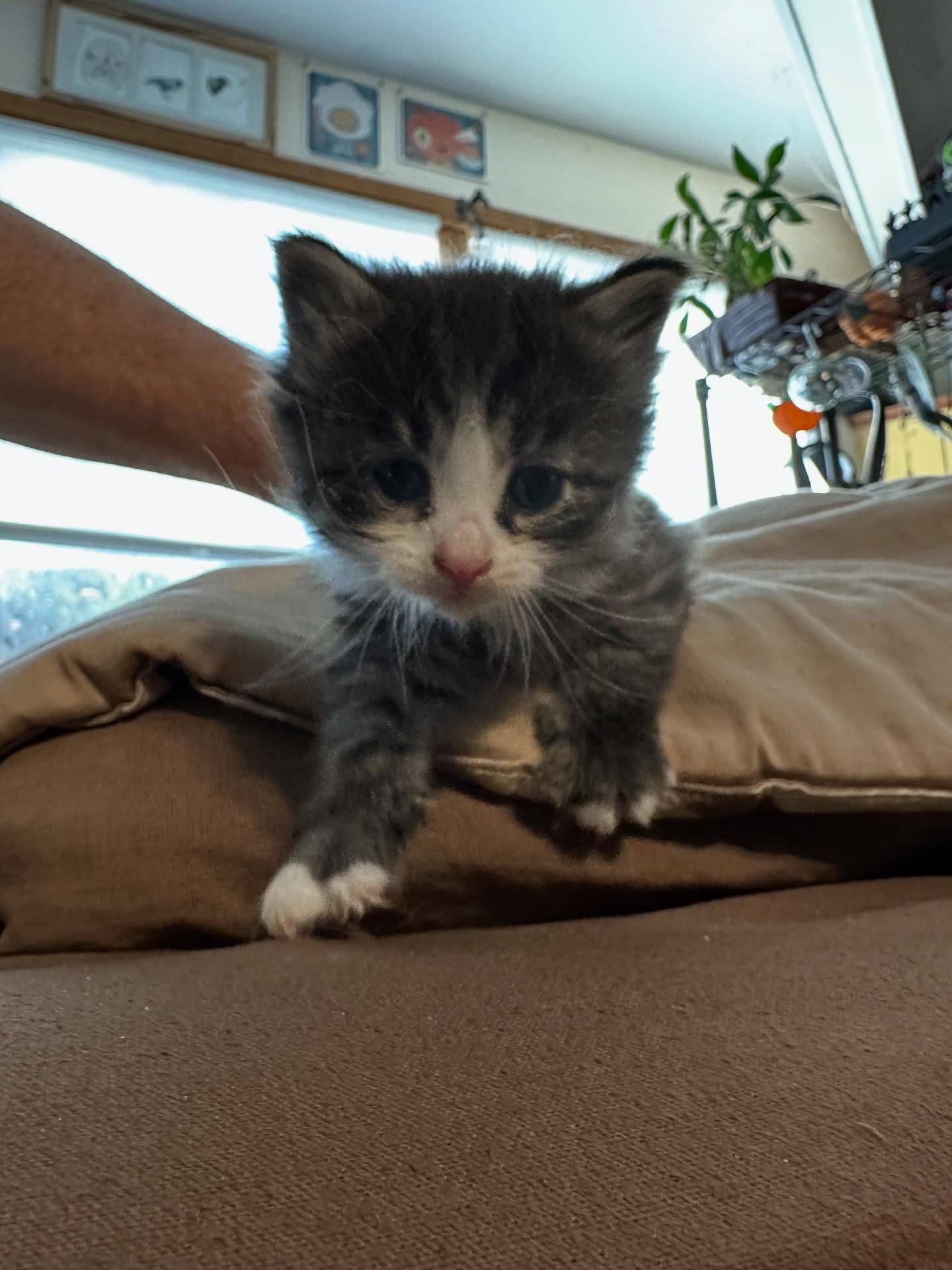 We had an overnight visitor, in the form of a lil kitten! He was found abandoned in our parking lot and our neighbor asked for help, since he was so tiny! One sleepless night and a ton of texts later and he is in the safe and loving hands of a local foster & rescue. Crow (our senior kitty) was not loving it, to say the least.
So, I have not gotten as much done for Geek Flea next weekend as I wanted to, but I had a cute reason. And if you’re in east NJ on Saturday, come to Geek Flea in Kearny! From 10-3ish. 
Love,
Tina