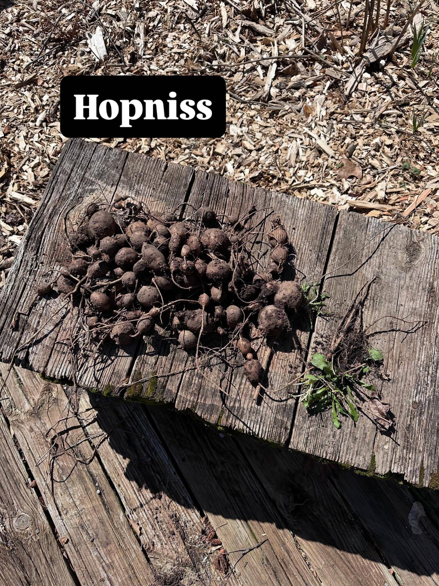 Hopniss harvest - I usually leave this one alone & let it establish for a few years but it’s in a raised bed that is falling apart, so I am now moving it to an edible landscape situation, like I did with a bunch of skirret last year. 
I love seeing these weird little baubles come from the soil!
#hopniss #apiosamericana