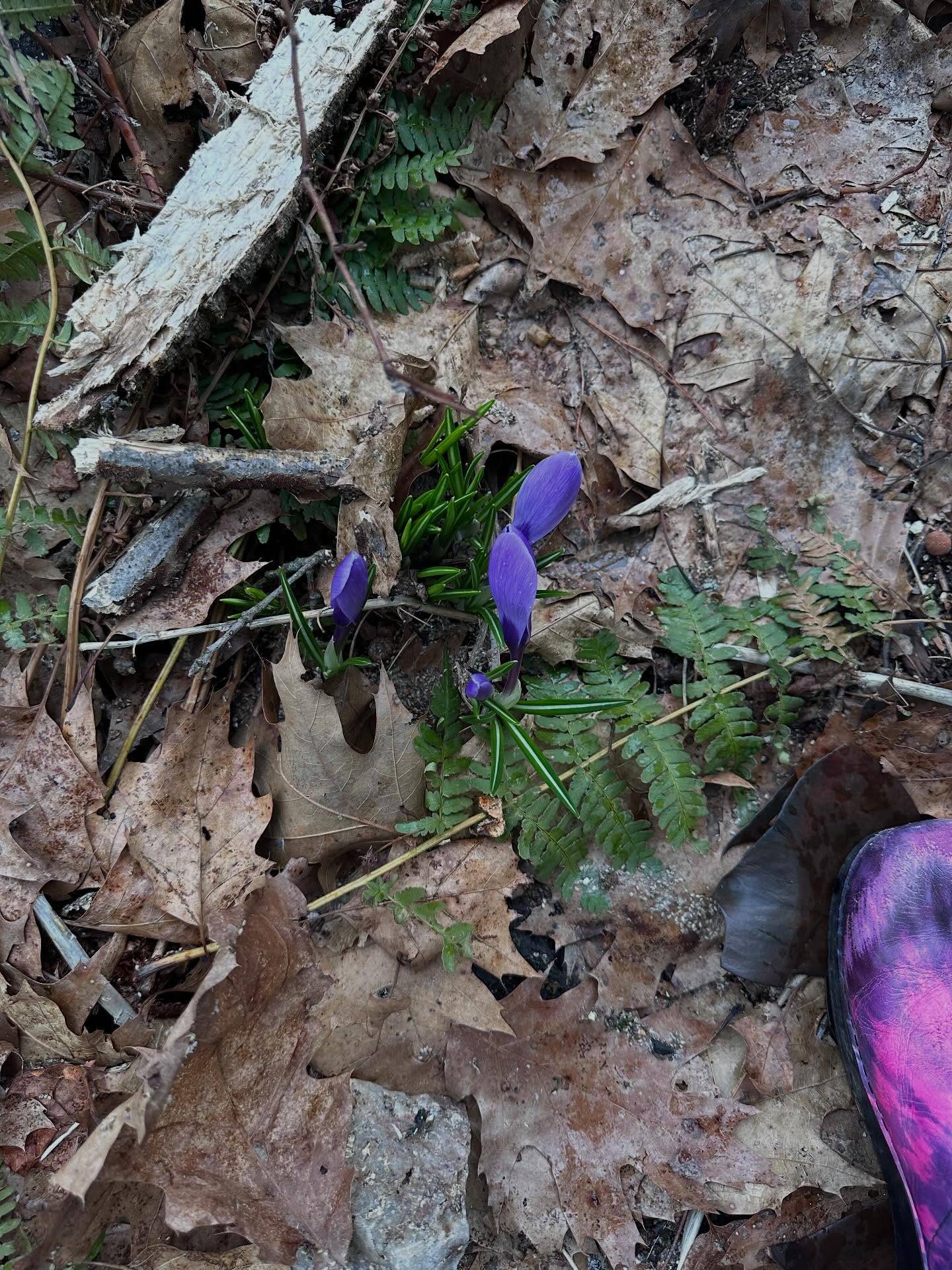 The little signs of spring, all starting to appear😍