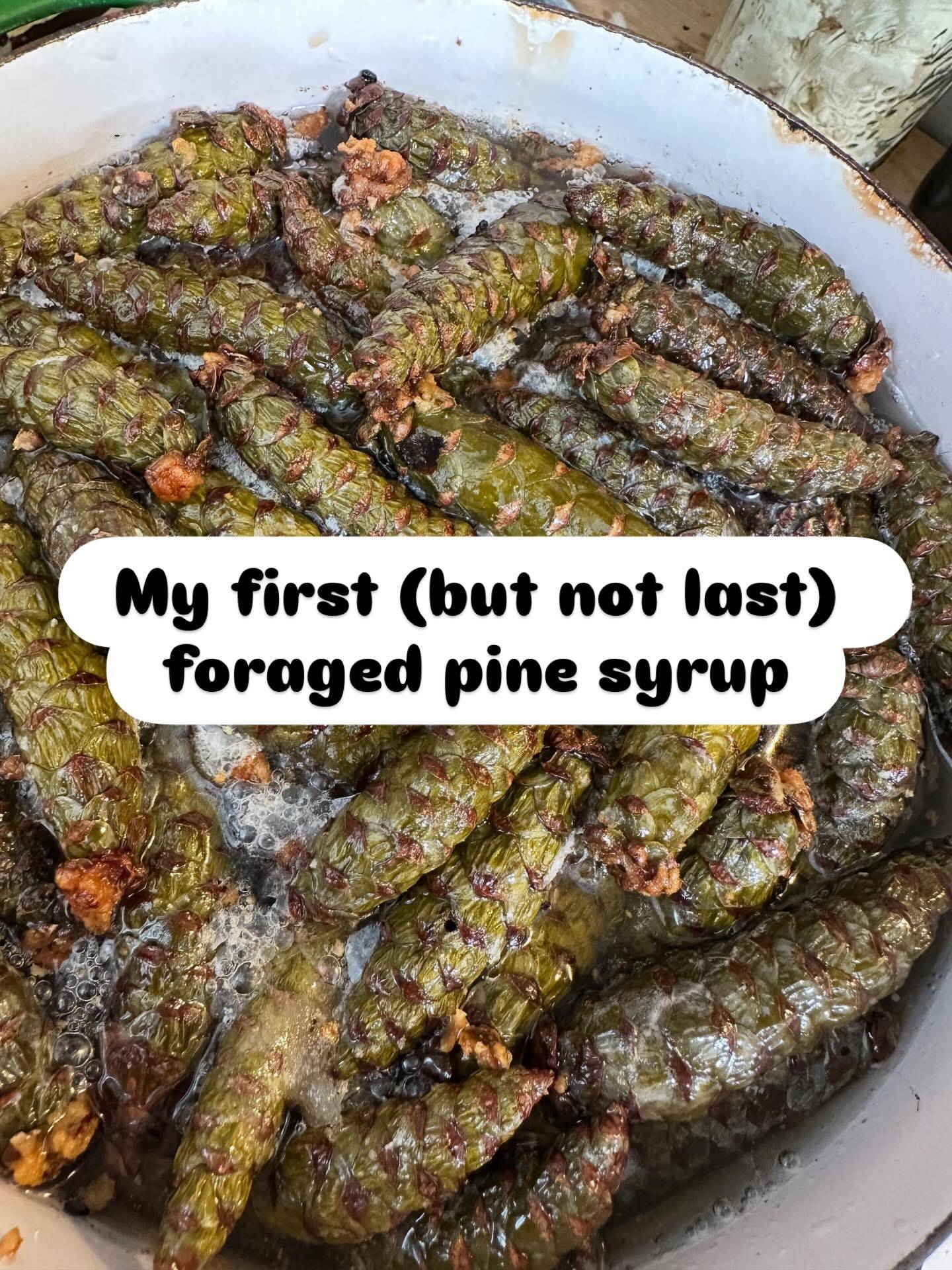 Ok, so….
We live under a stand of mighty pines. So mighty are they, I had zero chance of making this syrup until the pines themselves started flinging their cones at me and my car, starting in April. After every storm or windy night, I would go out and pick up the fallen teeny cones, wipe them off, and add them to a glass jar with a generous handful of sugar. By the end (around May 10-15th), I had FOUR jars of these lil guys in their coat of sugar.
I pulled up the recipe from @foragerchef & cooked the syrup today & then bottled it. The whole kitchen smells like Christmas. I am stickier than if I had rolled in flypaper (imagine how sticky sugar syrup is, and then combine it with pine sap lol). 
But seriously, this syrup tastes like citrus and sunshine and pine and warmth and gives me an immediate sense of well-being that I cannot truly say is contained in the ingredients. But somehow, it is.
Gonna make a baller ice cream. Now to candy some citrus peel and smash some hazelnuts!