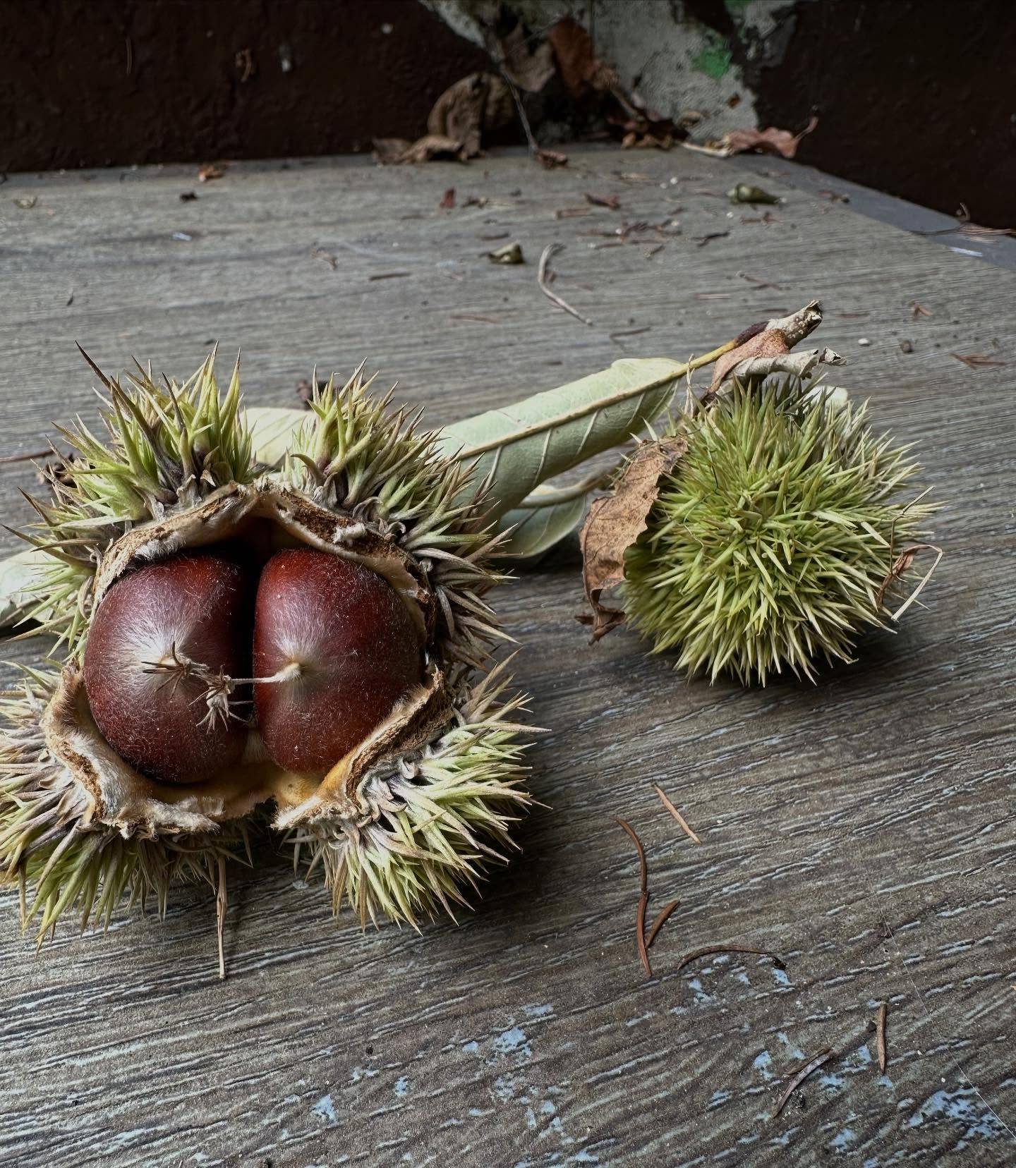 First spiky nut-Os of the season, and I got two heads on fb marketplace to wear my strange hats - but I felt they needed some refreshed hair color. I’m not sure they think I’m a great colorist, but meet Fleb and Fleb 2. You will be seeing them at shows starting in October!