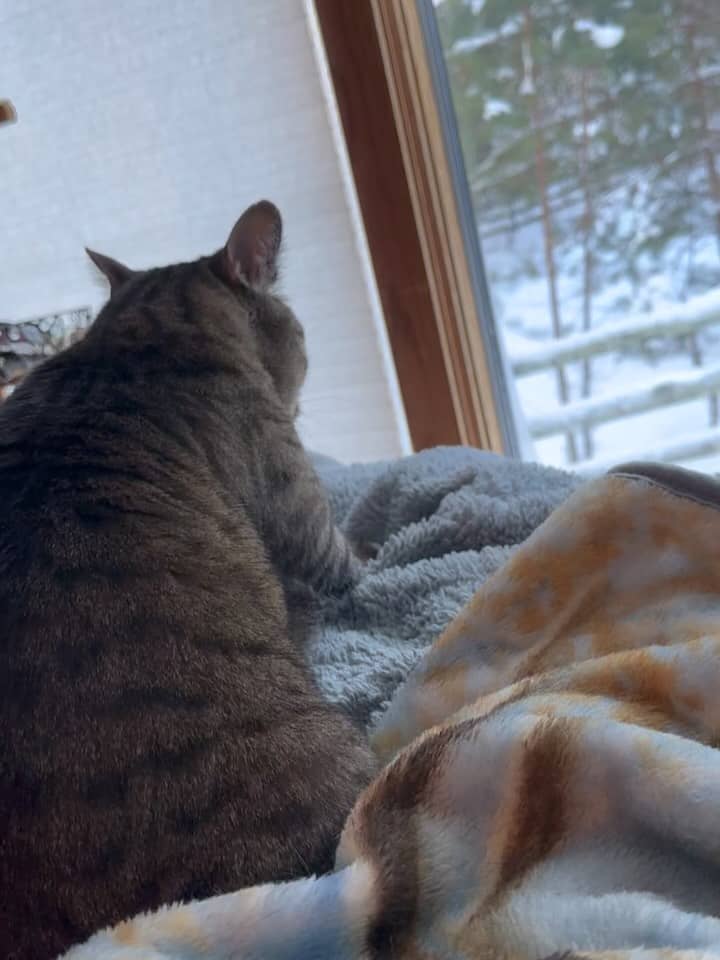 Meet our son, Moonlight. All is tense between himself and Miss Crow, but we are hoping for detente or frens later this week or next. Wish us luck!