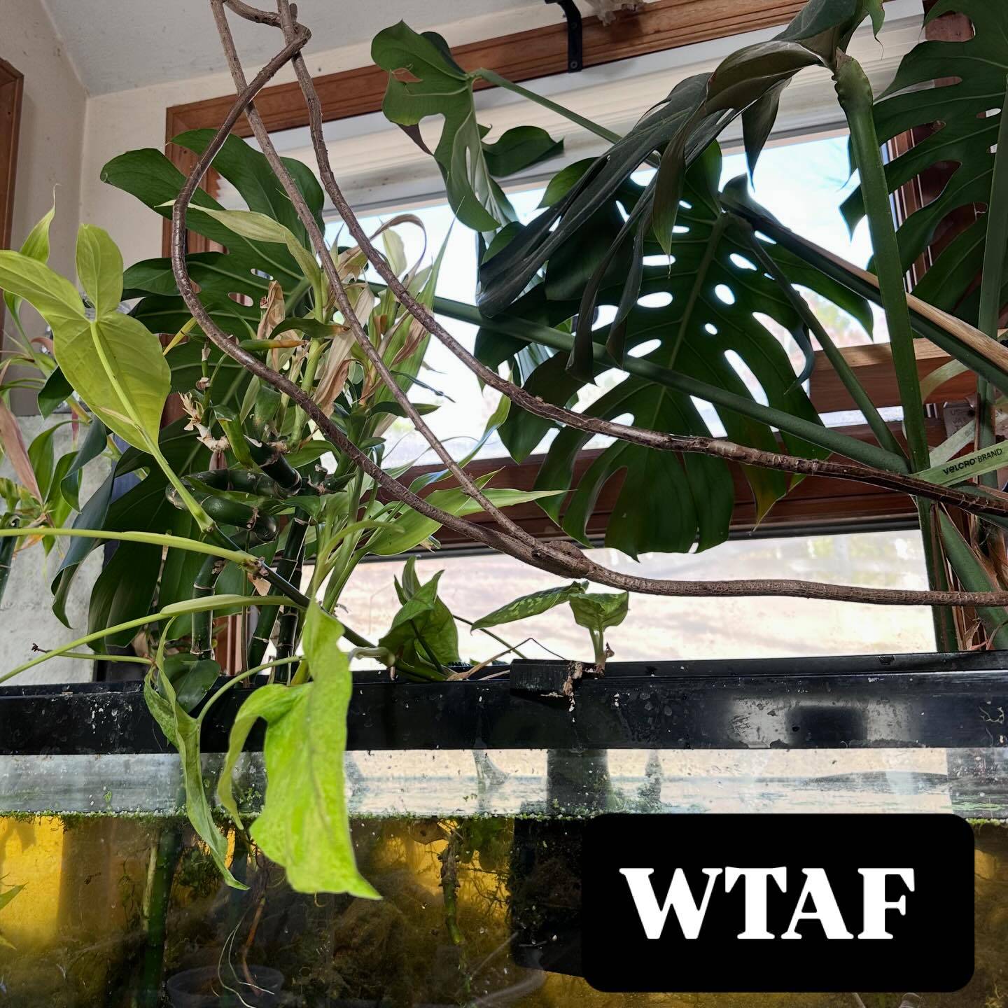 I grew a goddamn monstera fruit under goddamn water and now I gotta figure out how to grow em above the water level. The internet is not helping. 🧐🤬 
This is the whole reason I am growing monsteras, it’s literally my favorite fruit in the whole world and impossible to find. And it grew under goddamn water. WTF
#monstera #ruinyouraquascapewithhouseplants