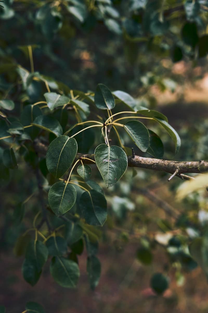 A tree branch with dark green leaves.