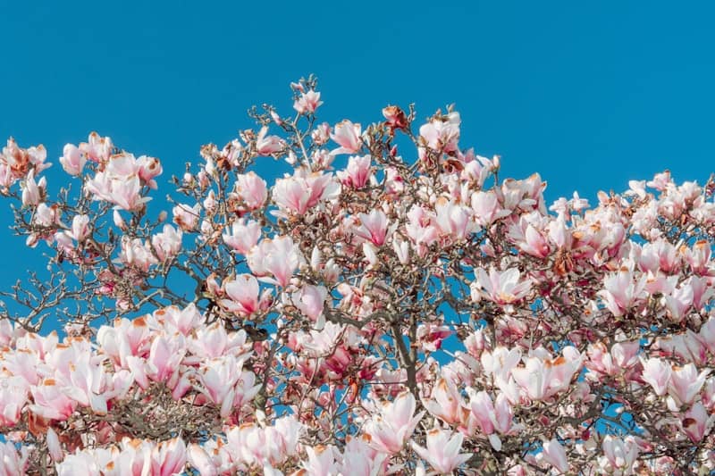 Pink magnolia blossoms against a clear blue sky.