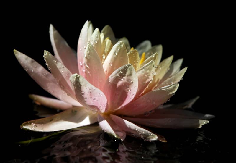 Pleasure makes you bloom!