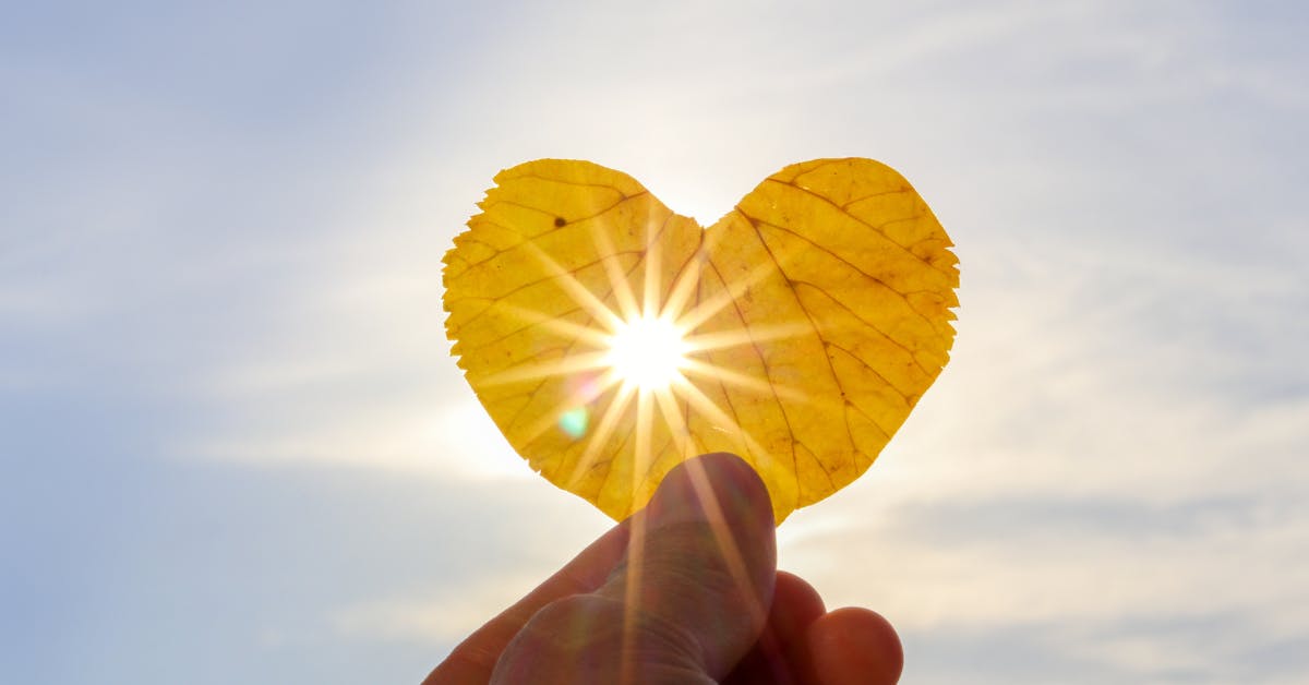 Fall leaf shaped as a heart with sun shining through