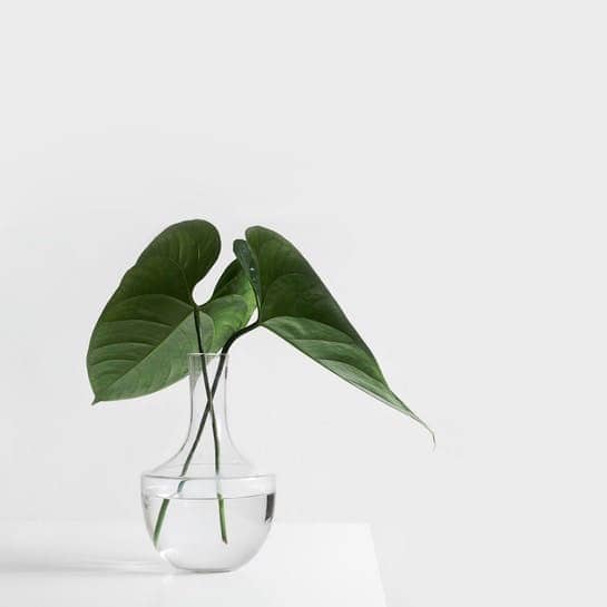 green leafed plant on clear glass vase filled with water