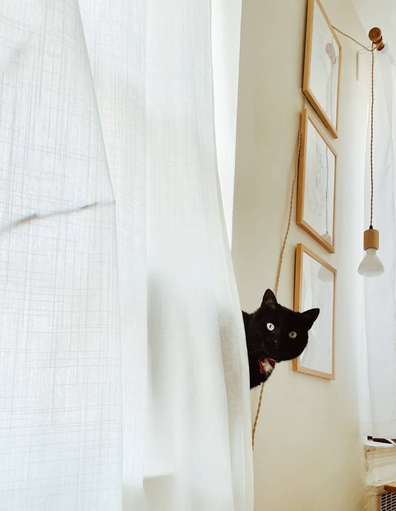 A black cat peeks out from behind a curtain.