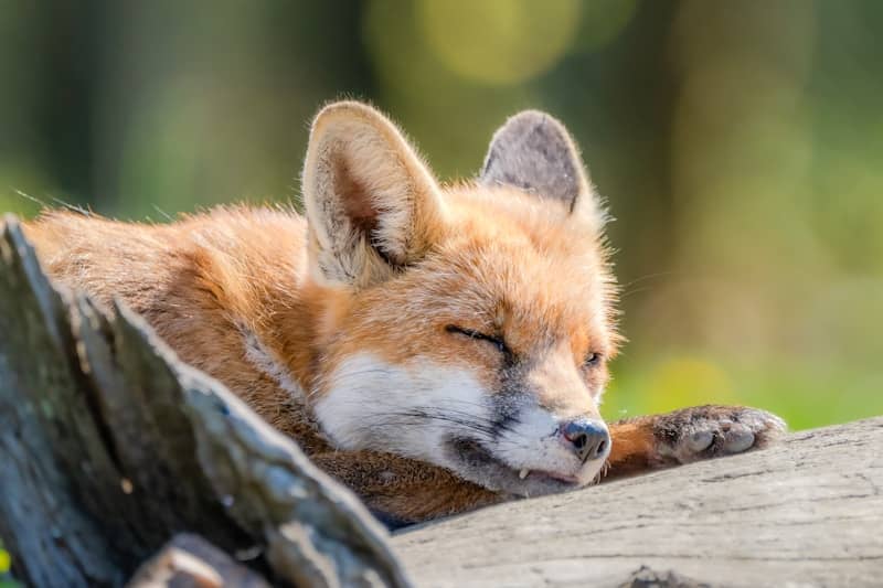A red fox sleeping on a log in the woods
