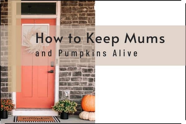 faux mums and faux pumpkins
