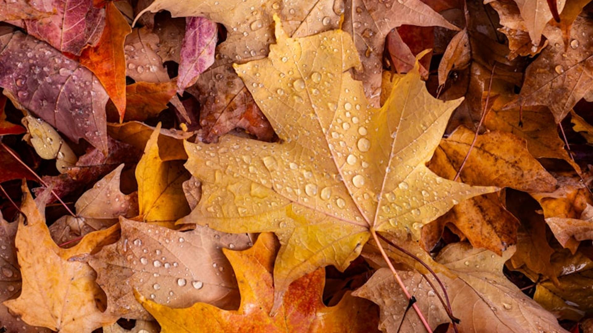 Close-up of wet autumn leaves on the ground.