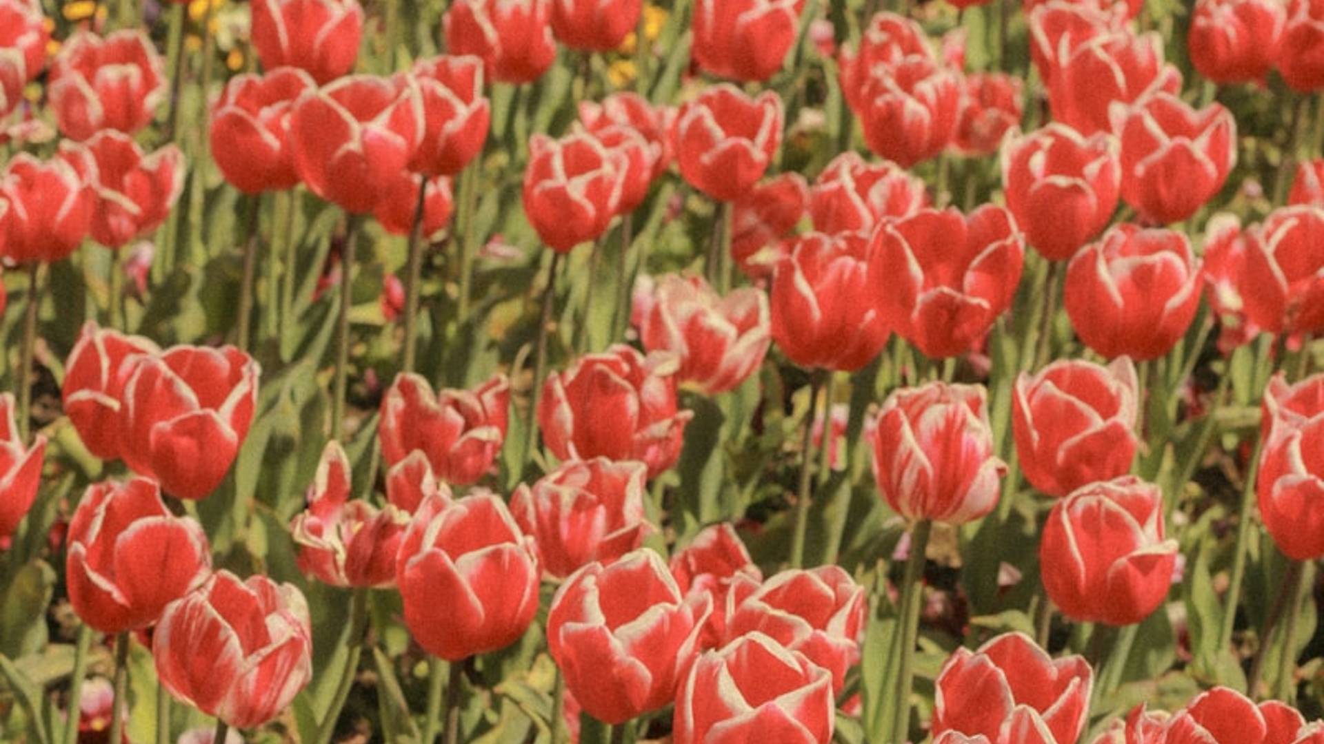 Field of red and white tulips in bloom
