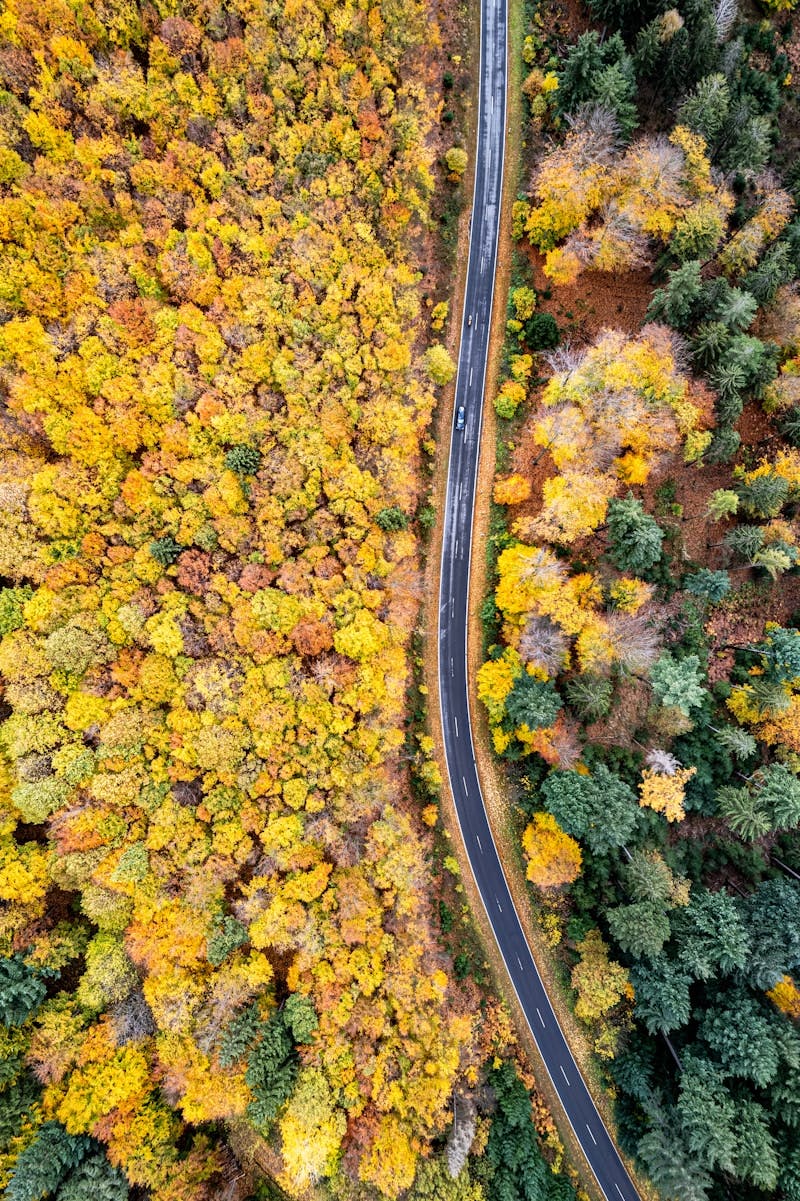 An aerial view of a road surrounded by trees