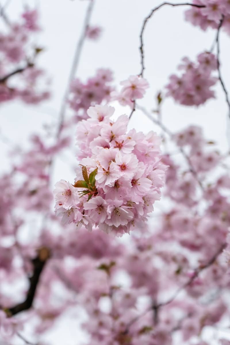 Delicate pink cherry blossoms bloom on a branch.