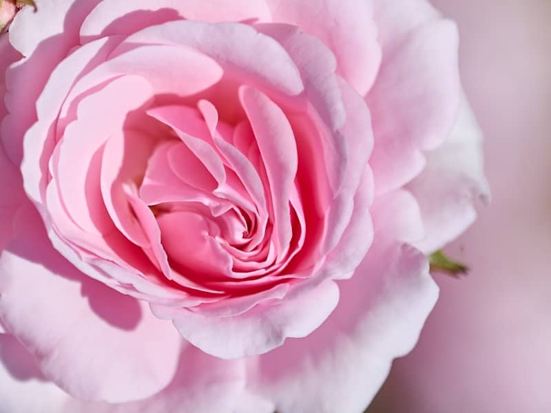 Close-up of a delicate pink rose in full bloom.