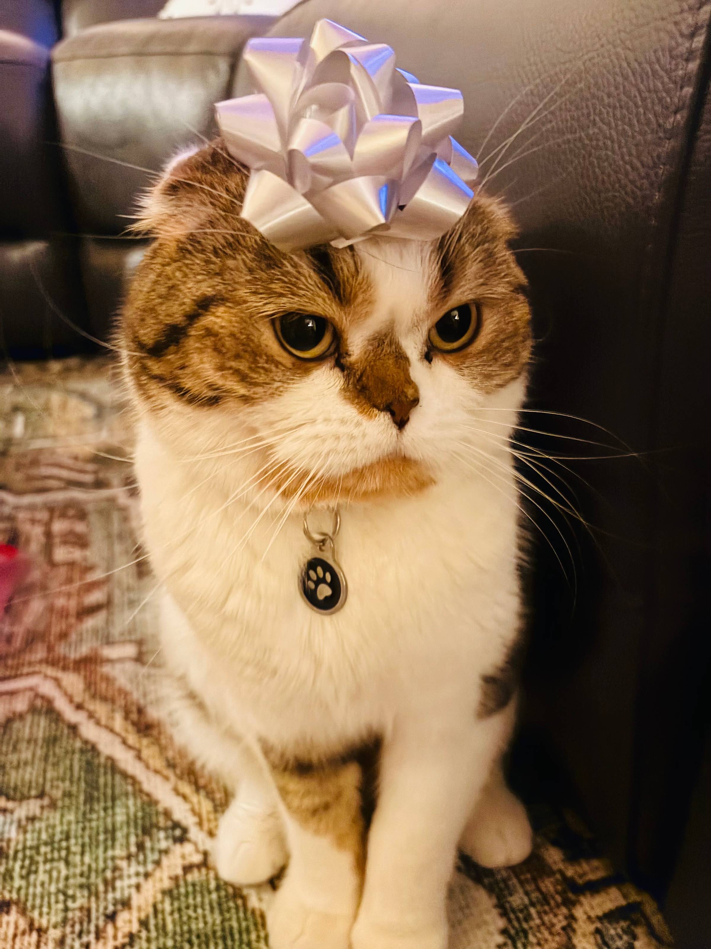 Christmas kitty