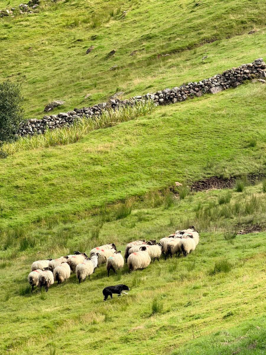 Sheep being herded by a black dog