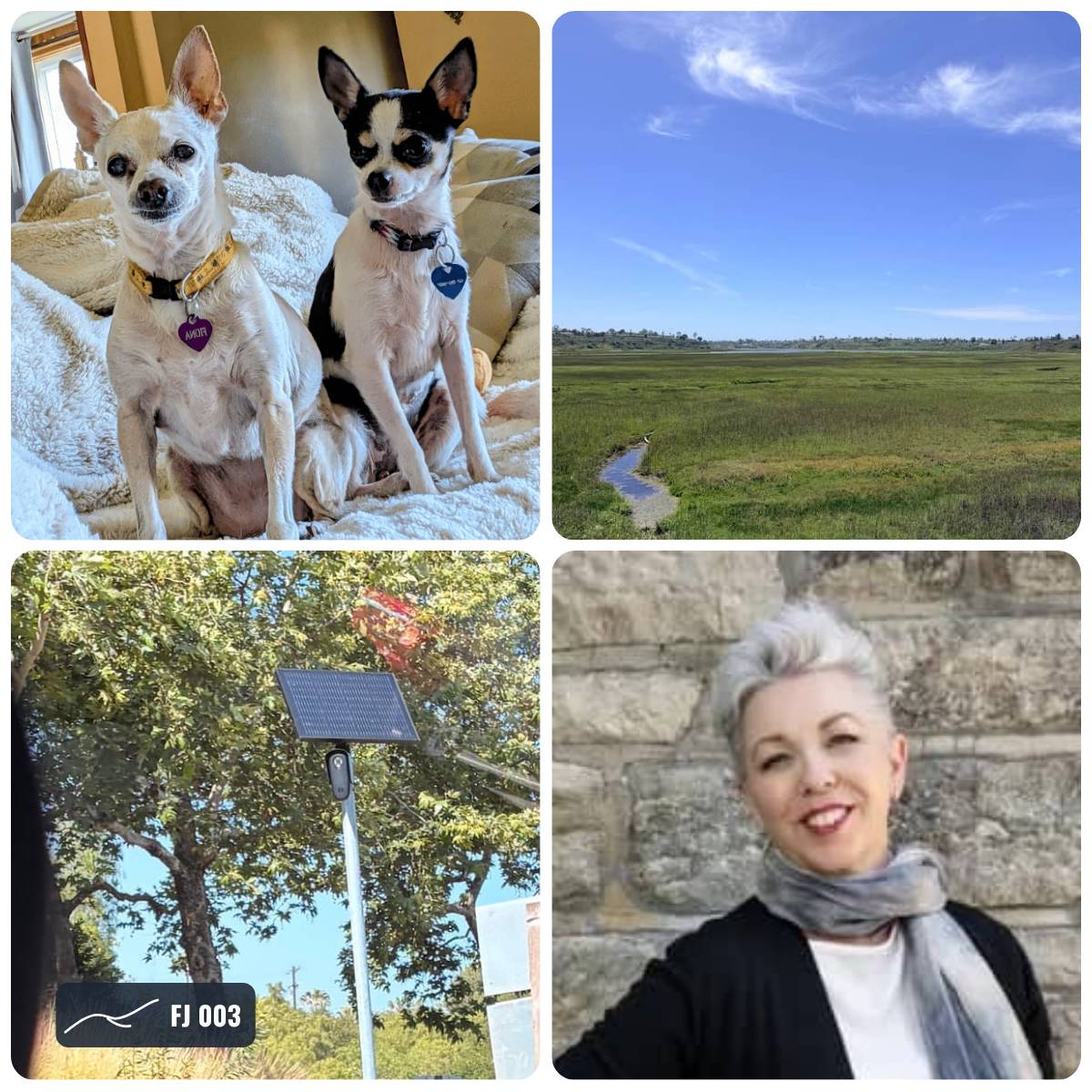 Grid of photos from this week's Field Journal