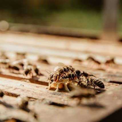 Photo of many termites on a piece of wood