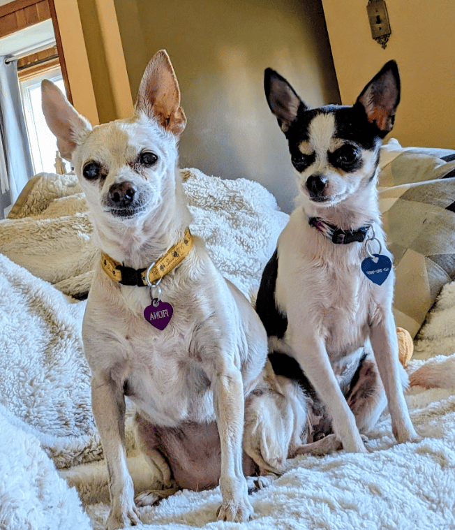 two Chihuahuas sitting side by side on a soft blanket