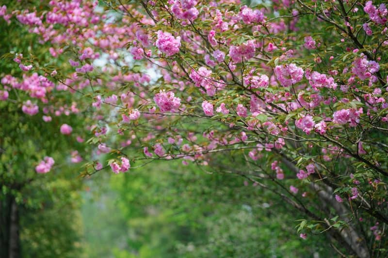 Pink cherry blossoms on a tree branch