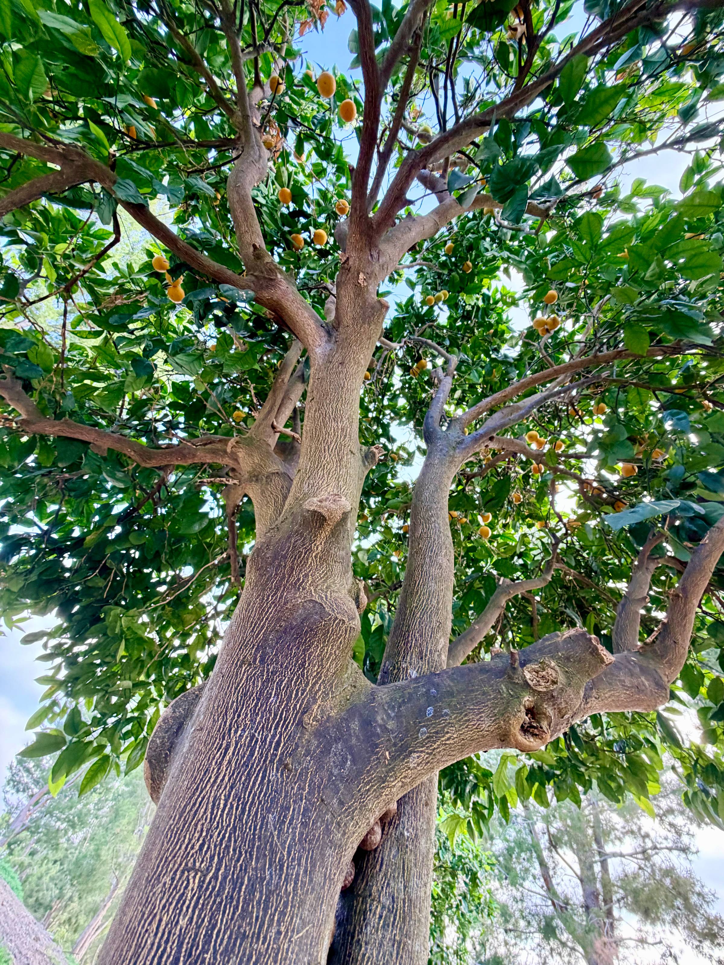 View of the branches, leaves, and fruit of an orange tree