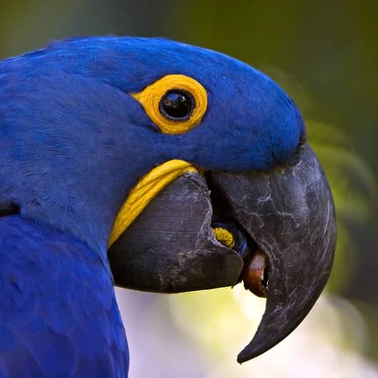 blue parrot, taken by Jim Frazee