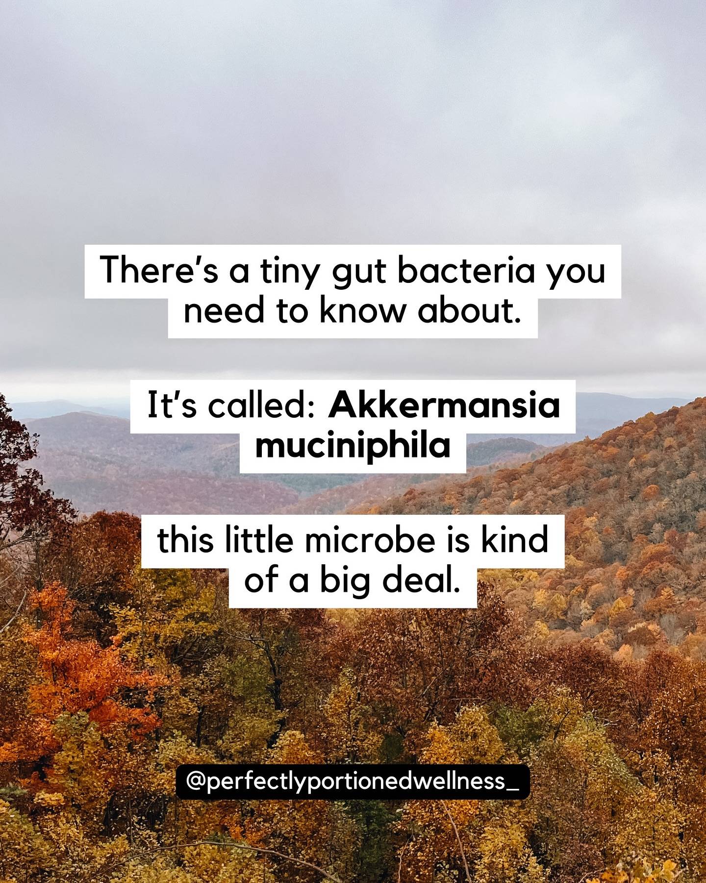 Gut tests aren’t a one-and-done deal. To get real benefit, they need ongoing support and guidance through your personalized protocol—and that’s what we provide.

Focus on building an environment where Akkermansia—and a whole community of beneficial microbes—can thrive.

Want help setting your gut up for success? Head to our website (linked in our bio). Your gut is a hormone recycling system and when we correct imbalances, you will start to thrive in a way you didn’t know could be possible.

#MidlifeEnergy #MenopauseSupport #PerimenopauseJourney #HormoneHealth #WomenOver40 #YoureNotLazy