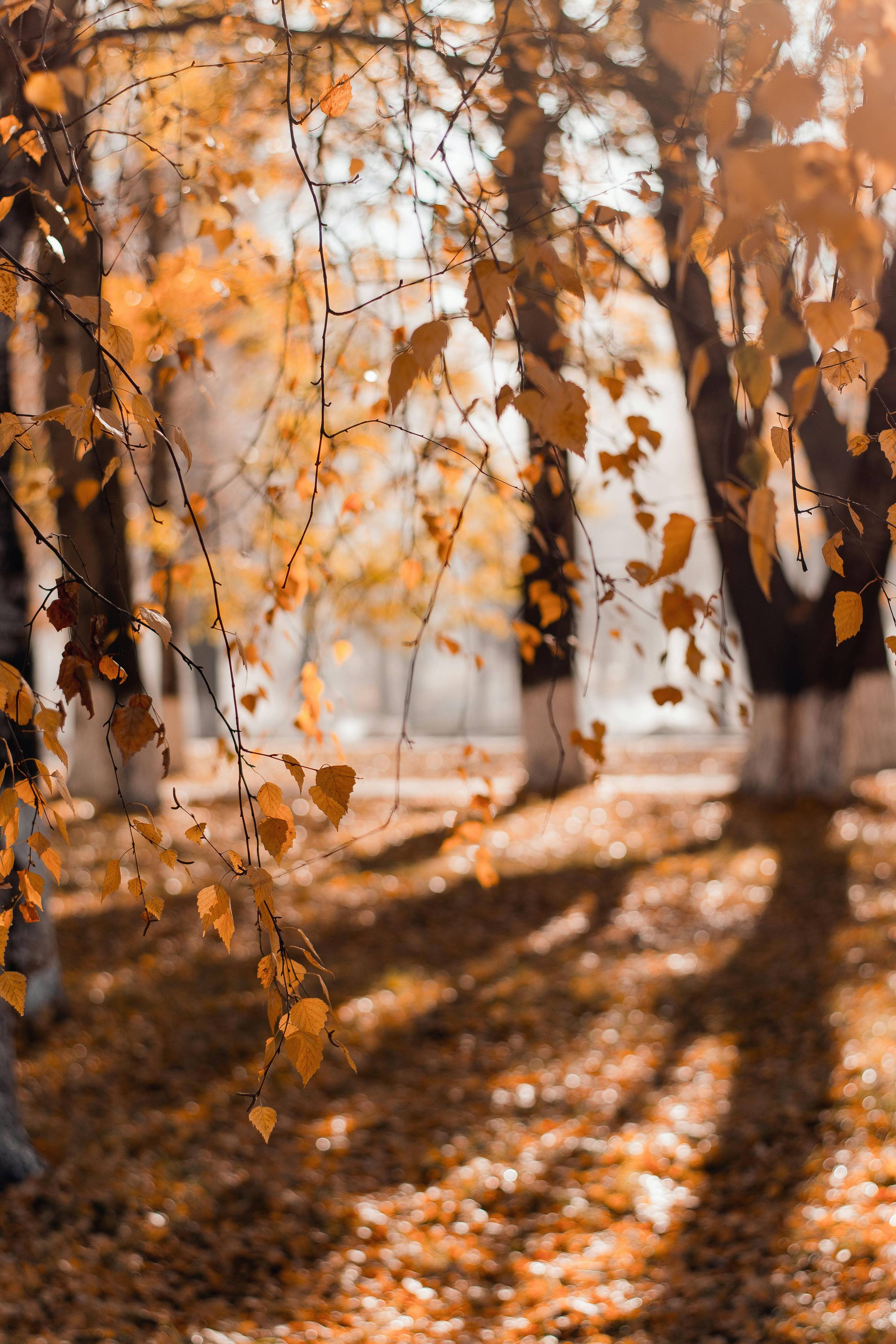 Beautiful autumn forest with tall trees and shadows
