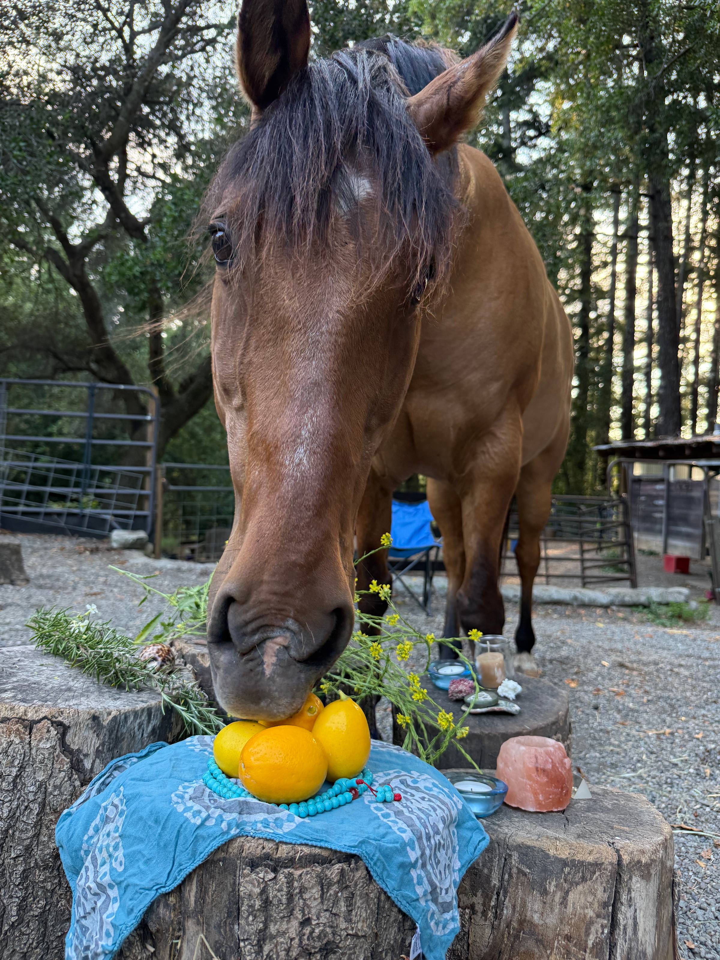 A horse take a bit of a meyer lemon on the summer solstice altar at Heart and Mind Equine