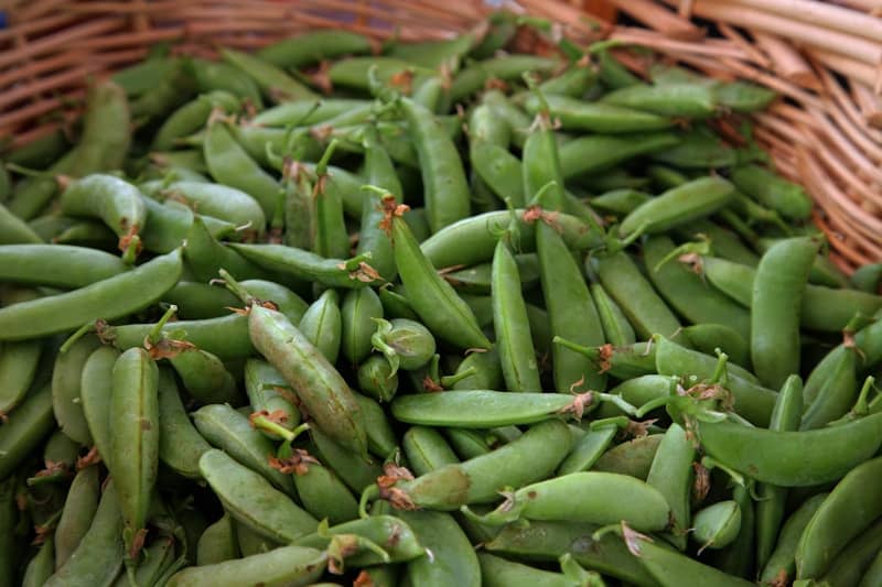 Freshly picked green snap peas fill a basket.