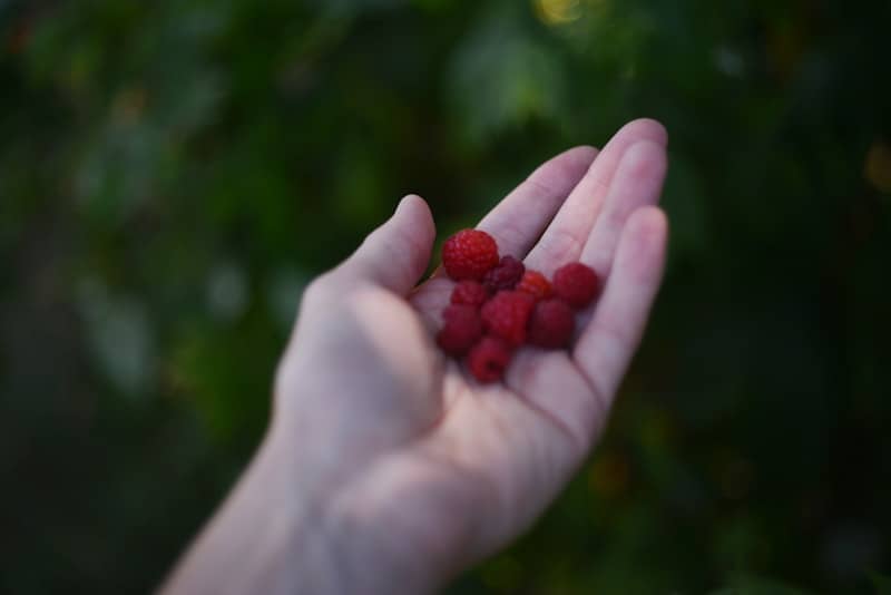 Handful of freshly picked raspberries.