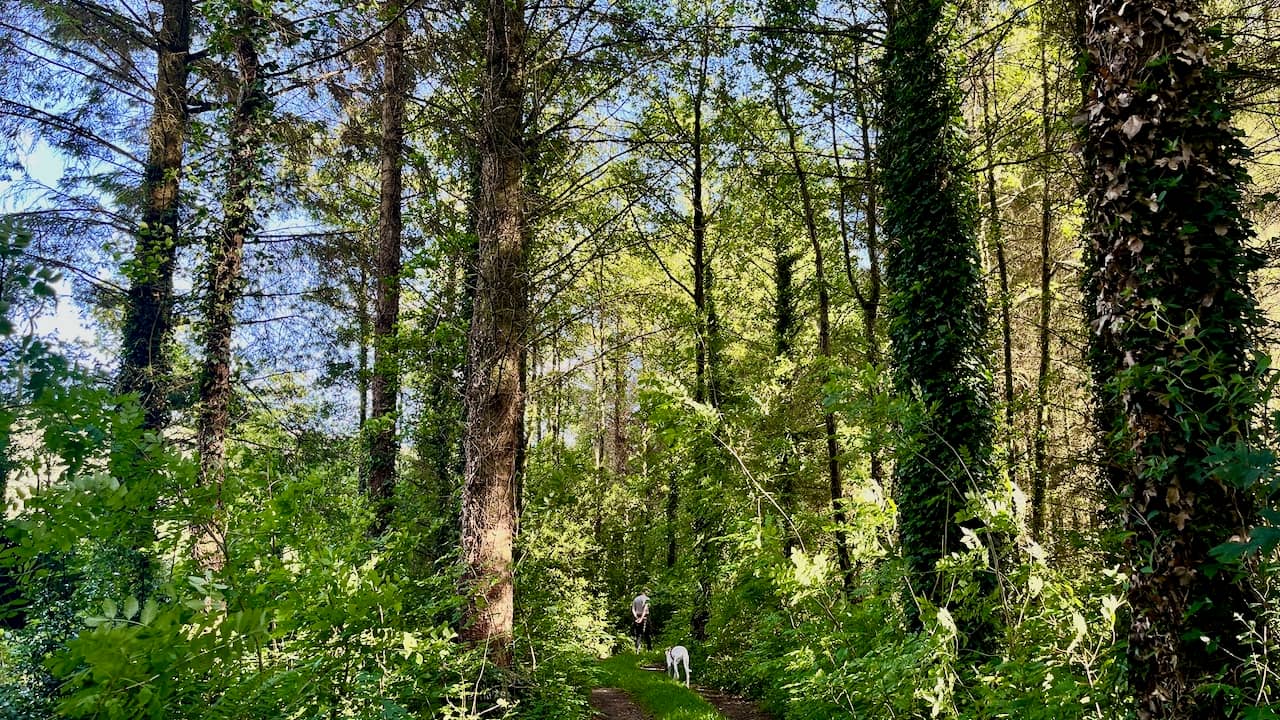 View of a mixed age, mixed species forest in South County Carlow, tended by Cathy Fitzgerald and her husband Martin Lyttle